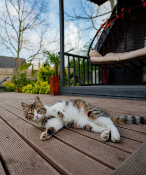 83B032E4-2894-468F-82DE-3A0B53748663